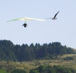 A tandem group competing with the birds.
