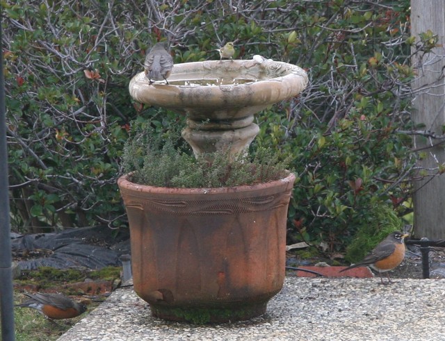 Some of the feathered friends in our back yard.