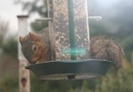 A close up of the furry bird.