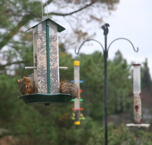 One of our family of furry birds eating bird seed. Watching them fly from the patio roof to the feeder is quite interesting.