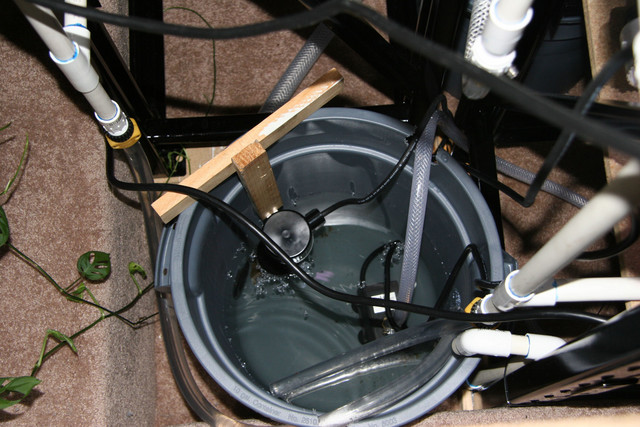 The gravity drains feed into this 10 gallon bucket.  You can see the float switch (from a utility sump pump at the hardware store) and a submersible aquarium pump inside (a heck of a lot quieter than a utility pump!!).  This bucket is below the drain, so I had to use a pump.