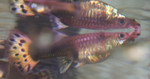 Oh come on! You are not THAT hungry!

(This is how your fish tell you that they want to be fed more often)