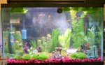Highlight for Album: Female guppy tank
