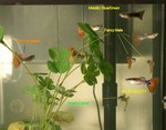 Highlight for Album: Various fish