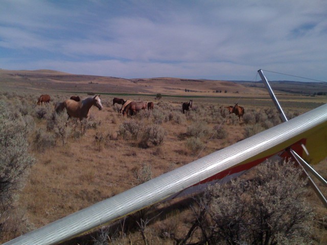 Horses getting up close..  I really am surprised.  They came from a long way away.  I'd normally they'd be startled and scared of a glider flying overhead.