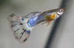 Supposed male for strain.  (No flash I think)