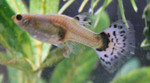 Supposed sibling female of strain (purple tail+purple dorsal)