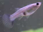 Purple Fish 2 (no flash, I think)
