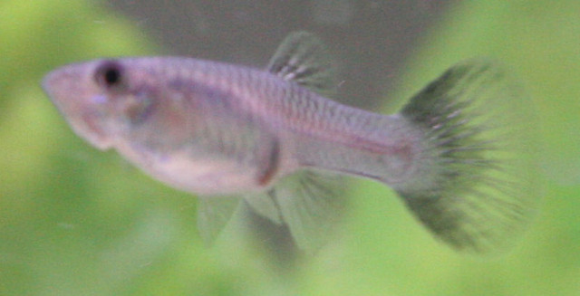 Purple Fish 3 (no flash, I think)