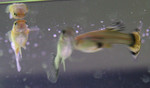 Purple Fish 6 (center, along with two supposed siblings of strain.. one yellow tail+purple dorsal and one purple tail+purple dorsal female along side.  No flash.)