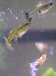 Purple Fish 5 (and two supposed siblings.  The females of this strain have either a blue/purple caudel and a blue dorsal fin.  A male is below)