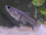 Purple Fish - Who are you?