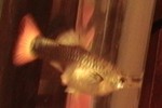 Highlight for Album: Sick Fish