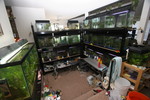 Highlight for Album: Fish tanks