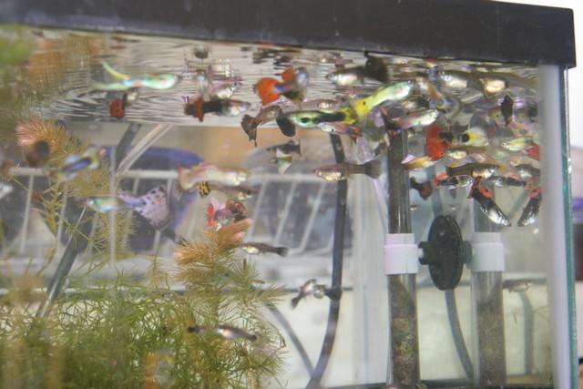 One random fry grow-out tank