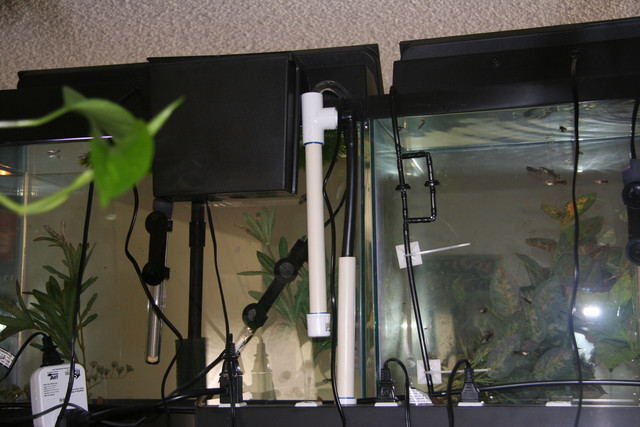 Part of the autmatic water changer device.  On the left is the siphon overflow, the right is one of the flow regulated garden drippers.